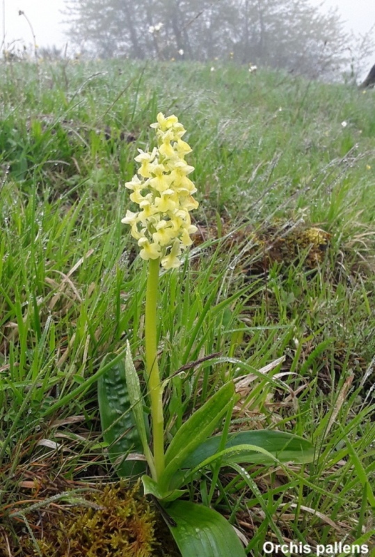 Il lago di Campotosto, orchidee, maltempo eschiarite! maggio/giugno 2023.